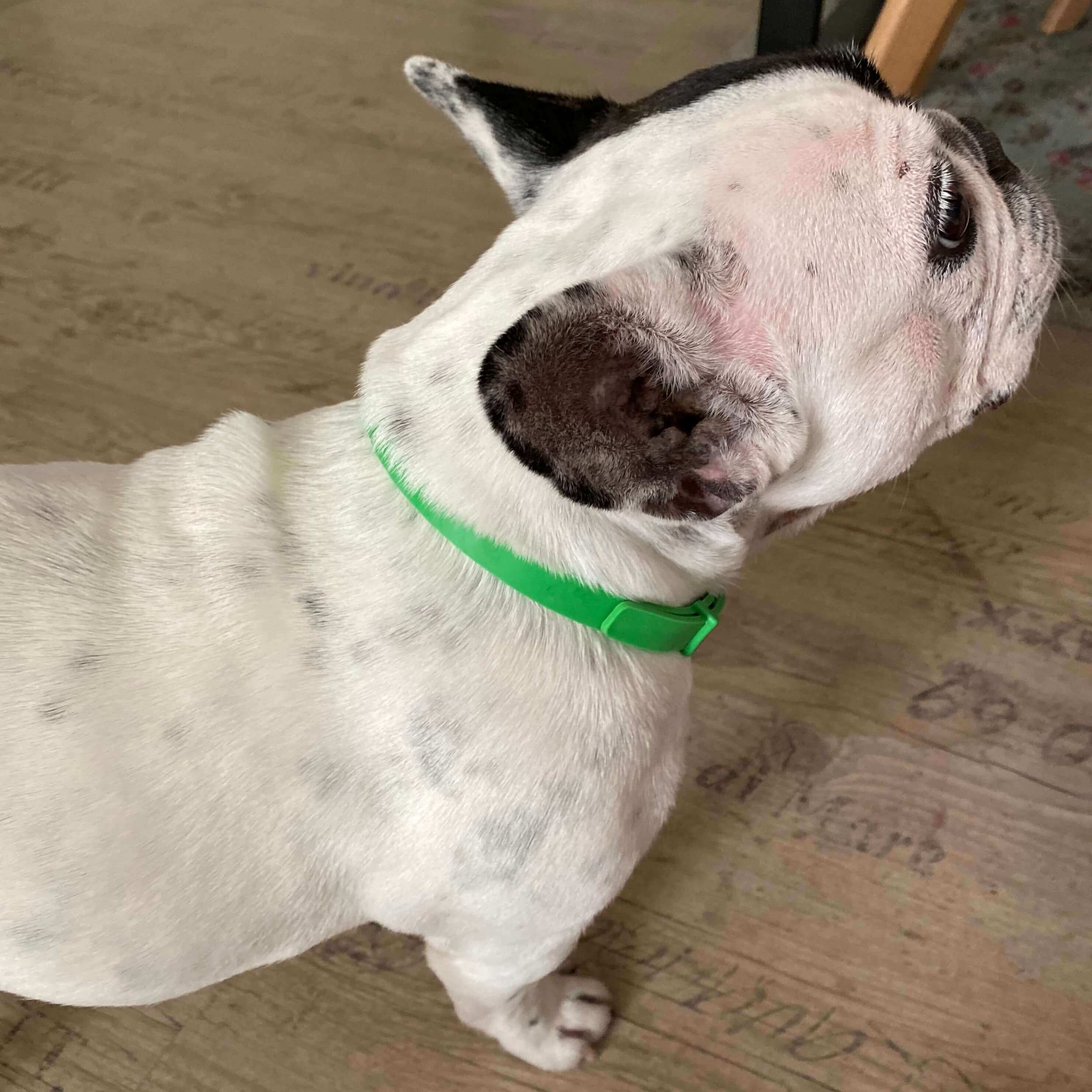 PETSHIELD